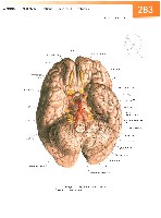 Sobotta Atlas of Human Anatomy  Head,Neck,Upper Limb Volume1 2006, page 290